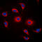 Glucose-dependent insulinotropic receptor antibody, LS-C356072, Lifespan Biosciences, Immunofluorescence image 