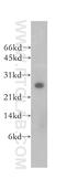 Heme Binding Protein 2 antibody, 12706-1-AP, Proteintech Group, Western Blot image 