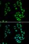 SRY-Box 5 antibody, LS-C346170, Lifespan Biosciences, Immunofluorescence image 