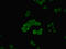 Mediator Complex Subunit 30 antibody, LS-C378245, Lifespan Biosciences, Immunofluorescence image 