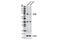 Zinc Finger And BTB Domain Containing 7B antibody, 13205S, Cell Signaling Technology, Western Blot image 