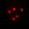 Signal Transducer And Activator Of Transcription 5A antibody, LS-C352893, Lifespan Biosciences, Immunofluorescence image 