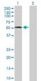 3-Hydroxy-3-Methylglutaryl-CoA Synthase 2 antibody, H00003158-D01P, Novus Biologicals, Western Blot image 