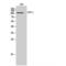 Ubiquitin Specific Peptidase 11 antibody, LS-C386593, Lifespan Biosciences, Western Blot image 