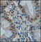 Tripartite Motif Containing 28 antibody, 252106, Abbiotec, Immunohistochemistry paraffin image 