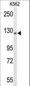 Transcriptional Regulating Factor 1 antibody, LS-C160168, Lifespan Biosciences, Western Blot image 