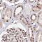 RNA Polymerase II Subunit C antibody, PA5-59353, Invitrogen Antibodies, Immunohistochemistry frozen image 