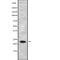 RAS Related 2 antibody, abx218393, Abbexa, Western Blot image 