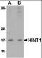 Histidine Triad Nucleotide Binding Protein 1 antibody, orb94268, Biorbyt, Western Blot image 