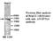 Angiopoietin-related protein 6 antibody, MBS416358, MyBioSource, Western Blot image 