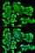 S-methyl-5 -thioadenosine phosphorylase antibody, A1049, ABclonal Technology, Immunofluorescence image 