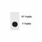 TSC Complex Subunit 1 antibody, F48825-0.4ML, NSJ Bioreagents, Dot Blot image 