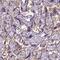 Endoglin antibody, NBP1-91212, Novus Biologicals, Immunohistochemistry frozen image 