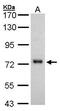 5'-Nucleotidase Ecto antibody, GTX101140, GeneTex, Western Blot image 