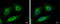 Methyltransferase Like 6 antibody, GTX121980, GeneTex, Immunocytochemistry image 