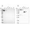 Phospholipase C Beta 3 antibody, NBP2-32026, Novus Biologicals, Western Blot image 
