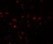 Interferon Induced Transmembrane Protein 1 antibody, 5807, ProSci, Immunofluorescence image 