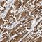 Signal-regulatory protein beta-1 antibody, HPA047463, Atlas Antibodies, Immunohistochemistry frozen image 