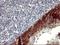 Platelet Derived Growth Factor Receptor Beta antibody, NBP2-46361, Novus Biologicals, Immunohistochemistry frozen image 