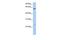 Family With Sequence Similarity 3 Member C antibody, GTX46599, GeneTex, Western Blot image 