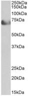 Transcription Factor 4 antibody, AP32964PU-N, Origene, Western Blot image 
