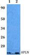 Apelin antibody, LS-C412042, Lifespan Biosciences, Western Blot image 