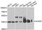 Acyl-CoA Dehydrogenase Short Chain antibody, MBS125363, MyBioSource, Western Blot image 