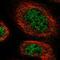 Zinc Finger Protein 251 antibody, HPA018290, Atlas Antibodies, Immunofluorescence image 