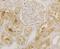 Signal Recognition Particle 54 antibody, NBP2-76893, Novus Biologicals, Immunohistochemistry frozen image 