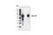 c-Myc antibody, 3400S, Cell Signaling Technology, Immunoprecipitation image 