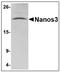 Nanos C2HC-Type Zinc Finger 3 antibody, AP23854PU-N, Origene, Western Blot image 