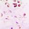 SUMO Specific Peptidase 5 antibody, orb215400, Biorbyt, Immunohistochemistry paraffin image 