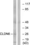 Claudin 6 antibody, LS-C119859, Lifespan Biosciences, Western Blot image 