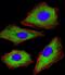 Cyclin Dependent Kinase 5 antibody, M00511-2, Boster Biological Technology, Immunofluorescence image 