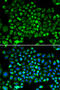 Dynamin 1 Like antibody, GTX54040, GeneTex, Immunofluorescence image 