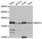 Mediator of RNA polymerase II transcription subunit 23 antibody, STJ111898, St John
