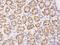 Tectonic Family Member 3 antibody, 201037-T08, Sino Biological, Immunohistochemistry frozen image 