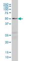 Nuclear Factor I C antibody, H00004782-M04, Novus Biologicals, Western Blot image 