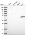 Vacuolar protein sorting-associated protein 13B antibody, PA5-65371, Invitrogen Antibodies, Western Blot image 