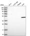 Vacuolar Protein Sorting 13 Homolog B antibody, PA5-65371, Invitrogen Antibodies, Western Blot image 