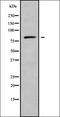 Rho GTPase Activating Protein 28 antibody, orb338656, Biorbyt, Western Blot image 