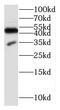 Cyclin Dependent Kinase 5 Regulatory Subunit 1 antibody, FNab06075, FineTest, Western Blot image 