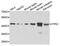Inositol-Tetrakisphosphate 1-Kinase antibody, PA5-76365, Invitrogen Antibodies, Western Blot image 