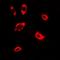 Dipeptidyl Peptidase 8 antibody, orb341244, Biorbyt, Immunofluorescence image 