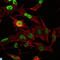 Orthodenticle Homeobox 2 antibody, LS-C812729, Lifespan Biosciences, Immunofluorescence image 