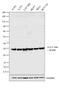 14-3-3 beta antibody, PA5-29689, Invitrogen Antibodies, Western Blot image 