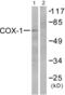 Prostaglandin-Endoperoxide Synthase 1 antibody, abx013047, Abbexa, Western Blot image 