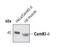 Calcium/Calmodulin Dependent Protein Kinase ID antibody, PA5-17049, Invitrogen Antibodies, Western Blot image 
