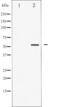 Caspase 8 antibody, abx012070, Abbexa, Western Blot image 