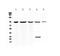 Oxidation Resistance 1 antibody, PA5-78894, Invitrogen Antibodies, Western Blot image 